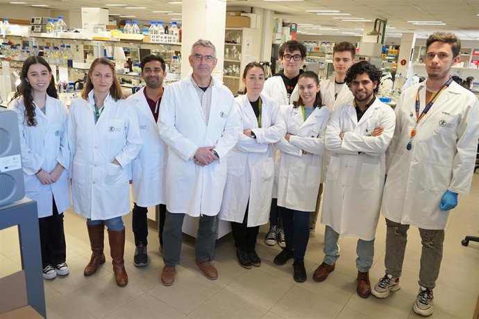 Archivo - Investigadores valencianos descubren moléculas que bloquean una interacción del parásito causante de la malaria