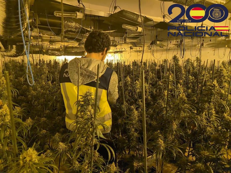 Archivo - Plantación 'indoor' de marihuana desmantelada