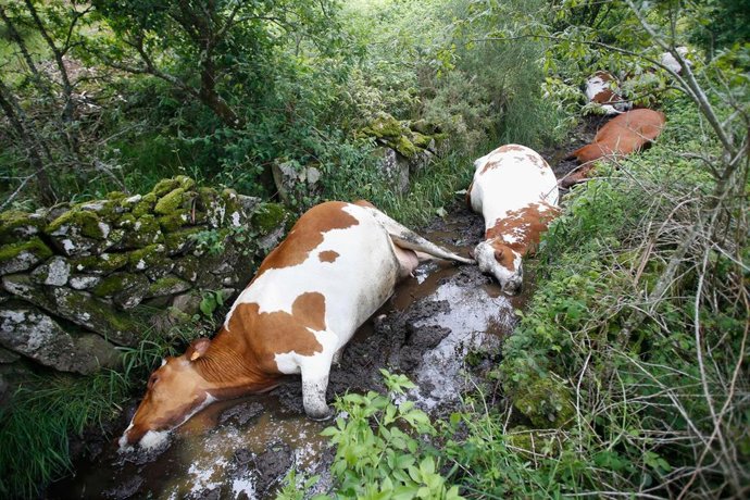Imagen de las vacas fallecidas este domingo tras sufrir el impacto de un rayo.