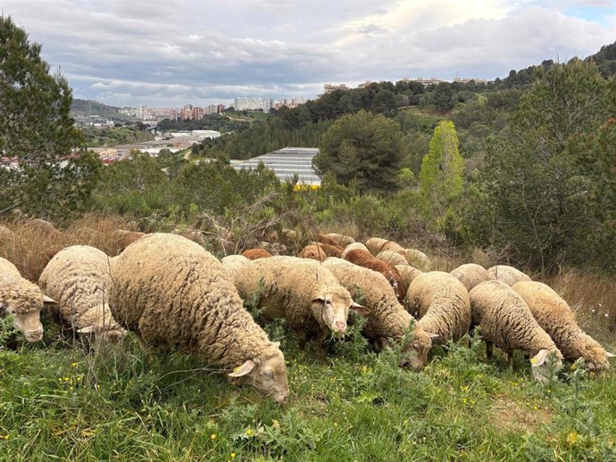 Archivo - Rebaño de ovejas y cabras  