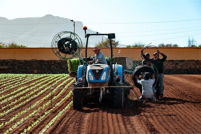 Archivo - Proveedor de lechugas de Mercadona en Canarias