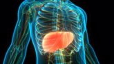 Foto: Un sistema de IA permite predecir el éxito de emparejamiento entre donantes y receptores en trasplantes hepáticos