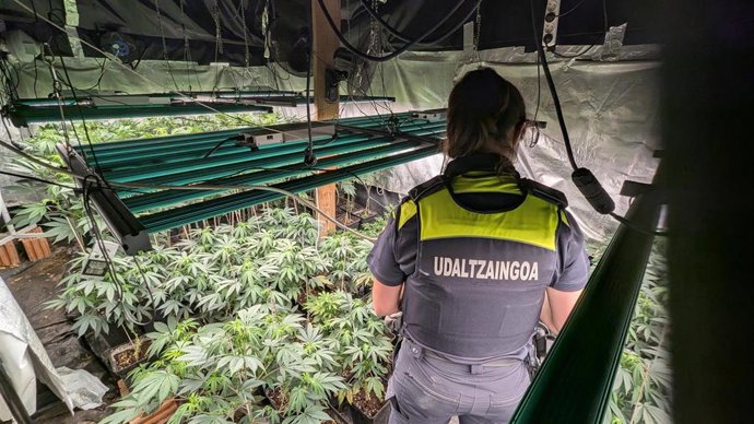 Dos detenidos en Gatika (Bizkaia) por cultivar una plantación de marihuana ubicada en un caserío