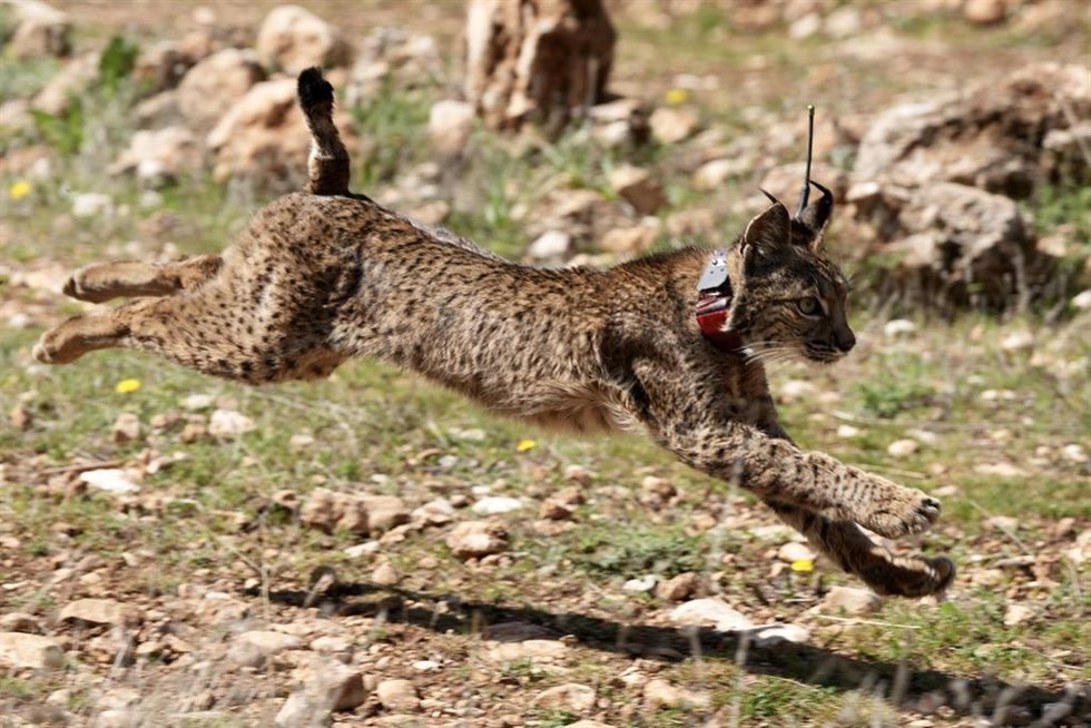 Archivo - Imagen de un lince ibérico.