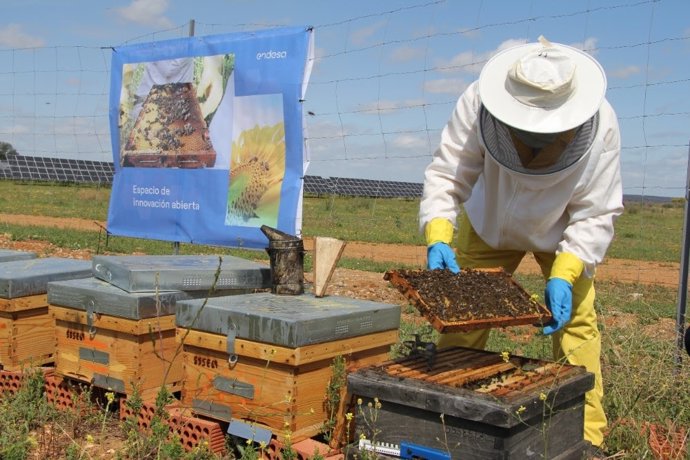 Apicultor trabajando en el apiario solar de Carmona.