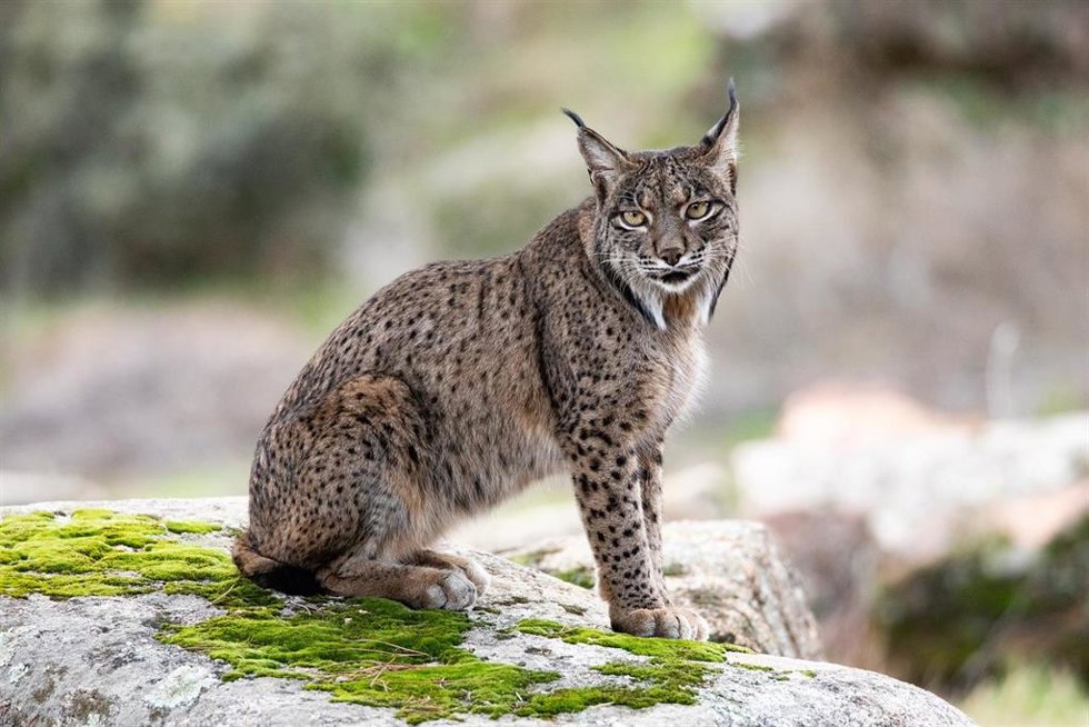 Archivo - Lince ibérico.