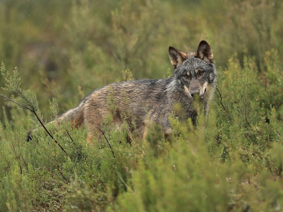 Un lobo ibérico en un paisaje verde.