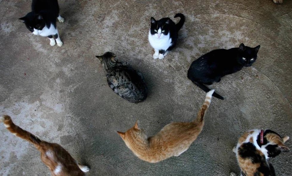 Archivo - Una colonia felina. 