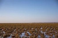 Las lluvias de primavera inundan la marisma de Doñana y generan alimento y refugio para aves