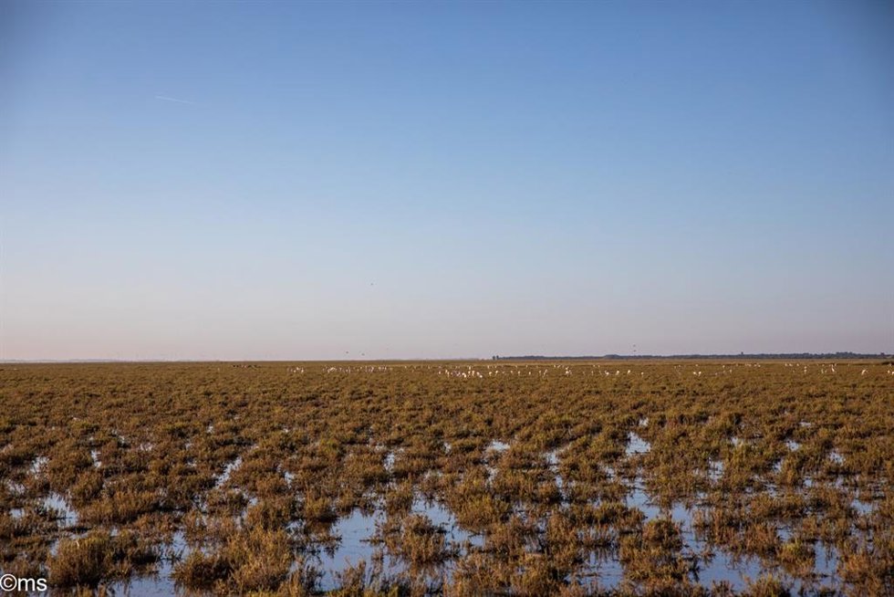 Imagen de la marisma de Doñana.