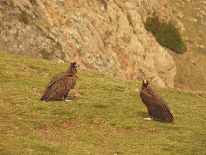 Gobierno regional y GREFA ofrecen una charla sobre un proyecto para reintroducir el buitre negro en Sierra de la Demanda