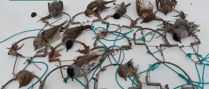Pájaros en trampas de tipo 'costillas', método de captura expresamente prohibido por la legislación vigente.
