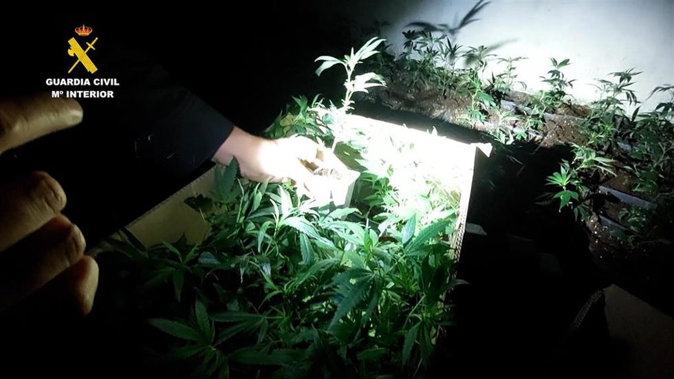 Cinco detenidos en Burgos tras desmantelar la Guardia Civil dos plantaciones 'indoor' de marihuana .