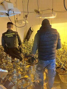 Archivo - Desmantelan una plantación 'indoor' de 572 plantas de marihuana en Hostalets d'en Bas (Girona)