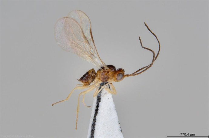 Ejemplar de la avispilla 'Opius inflammatus', nuevo parasitoide natural del minador en cultivos de Almería.