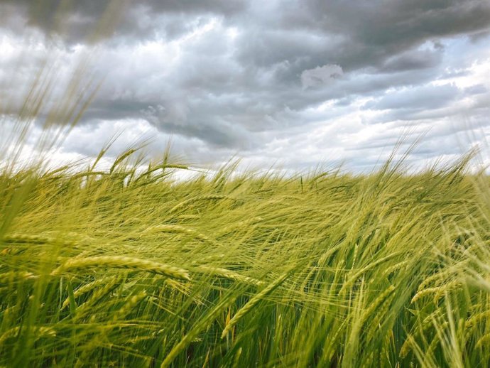 Tierra de cereal en Cantalpino.