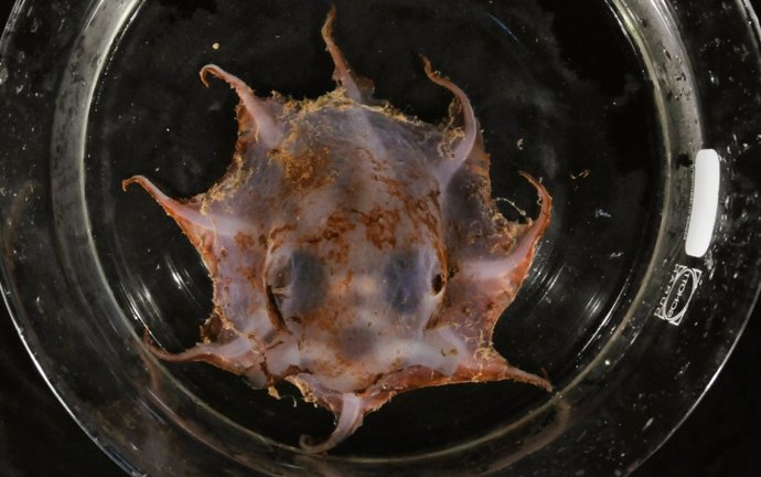 El pulpo flapjack de Carnarvon es un pulpo gelatinoso de aguas profundas que crece hasta alcanzar unos 4 centímetros de diámetro.