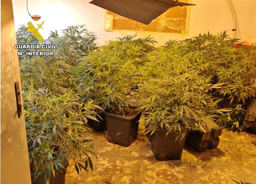 Plantas de marihuana intervenidas en el marco de la operación 'Fitión'
