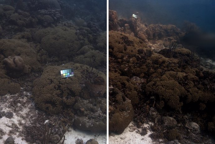 SeaSplat, una nueva herramienta de corrección de color, reconstruye los colores reales de una imagen submarina tomada en Curazao. La foto original está a la izquierda y la versión corregida con SeaSplat, a la derecha.