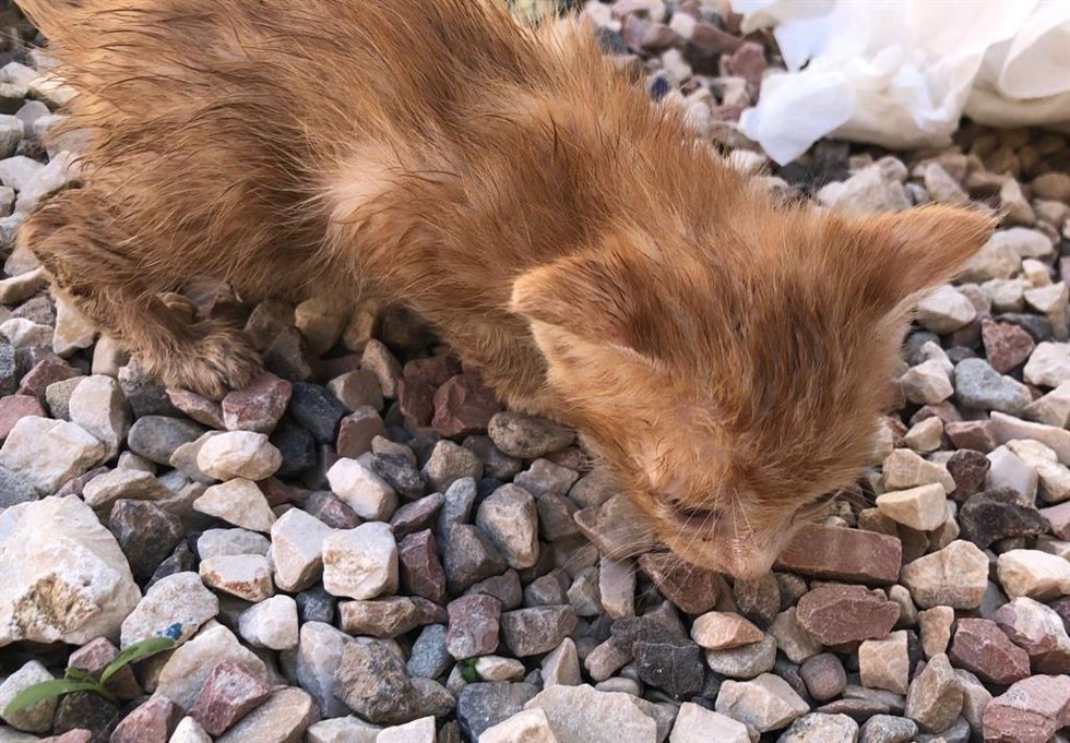 Archivo - Cachorro de gato abandonado