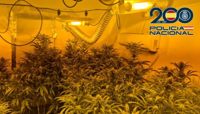 Cultivo de marihuana desmantelado en una operación policial en Málaga