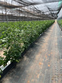 Las compras locales de Mercadona alcanzaron los 351 millones de euros en Castellón