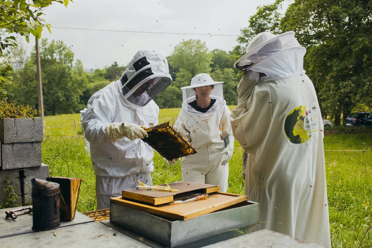 LG impulsa la recuperación de la abeja ibérica: 12 millones de ejemplares y una nueva ubicación en Asturias