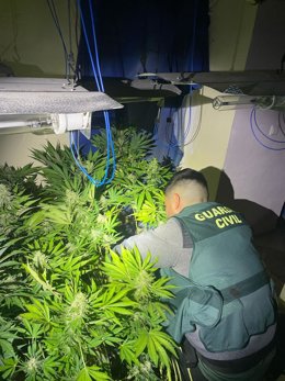 Plantación de marihuana desmantelada por la Guardia Civil.