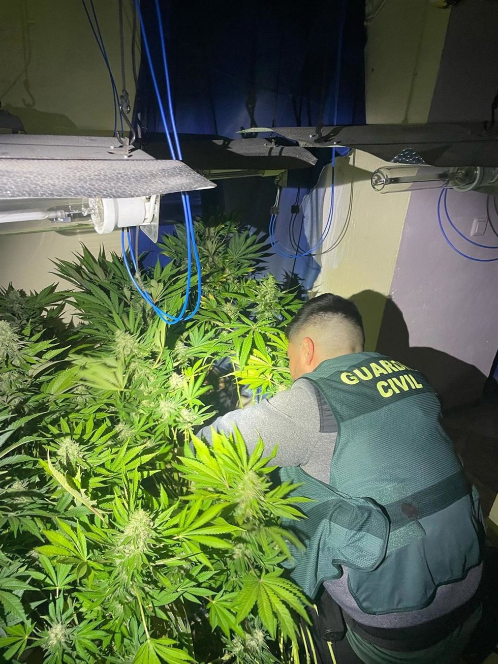 Plantación de marihuana desmantelada por la Guardia Civil.
