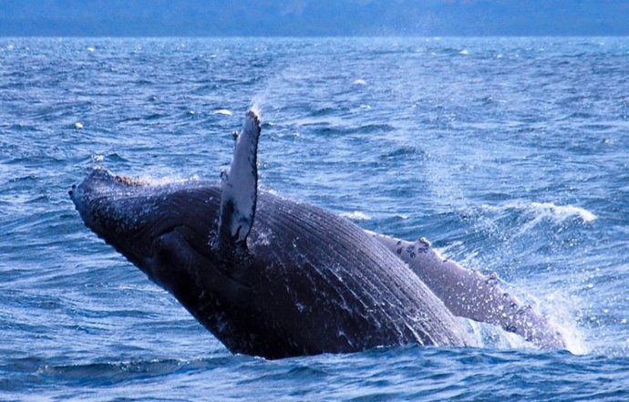 ballena jorobada