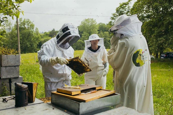 LG impulsa la recuperación de la abeja ibérica en su nueva ubicación en Brañes (Asturias).
