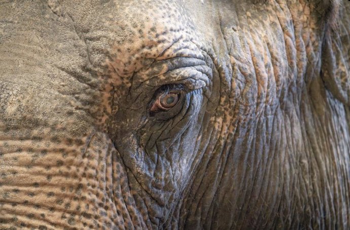 Rosto de um elefante asiático