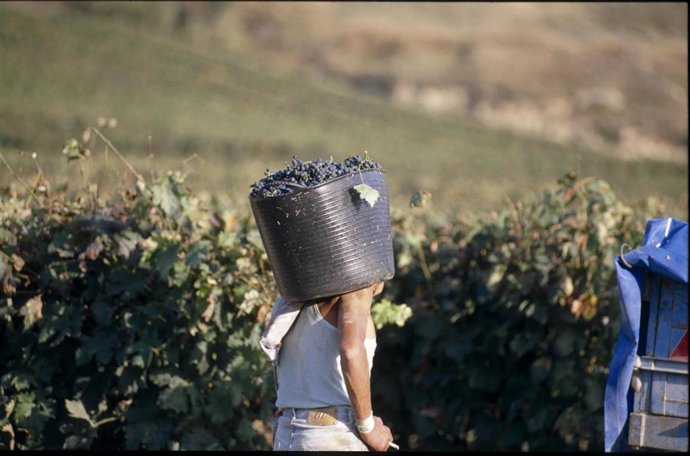 Archivo - Labores en la viña.