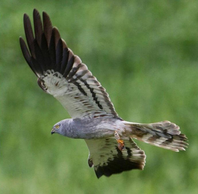 Un ejemplar de aguilucho cenizo en vuelo.