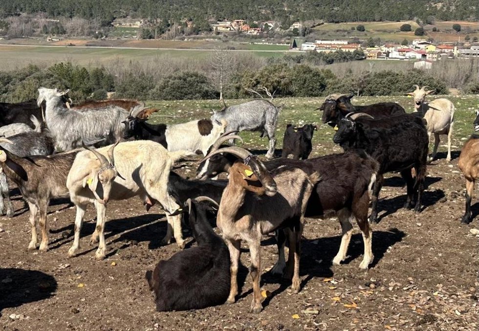 Archivo - Rebaño de cabras.