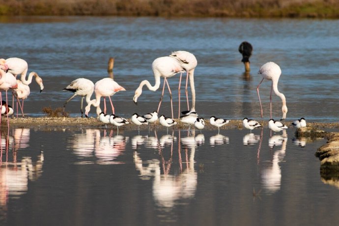 Flamencos en s'Albufera de Mallorca.
