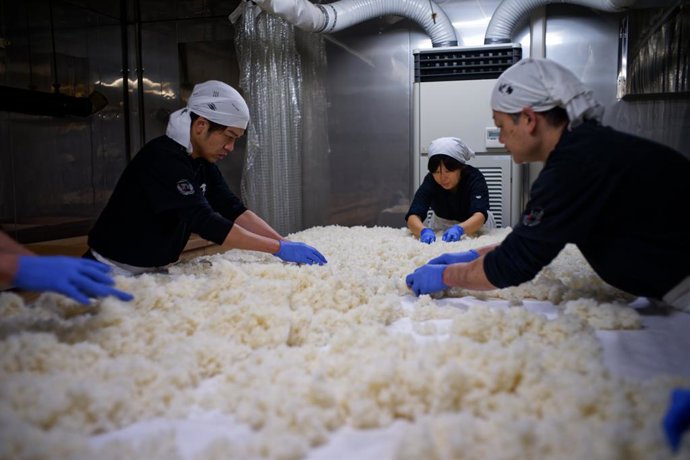 Archivo - FUKUI, 24 de dezembro de 2024 -- Shinpei Tokoyama (esq.) e trabalhadores espalham arroz cozido no vapor misturado com mofo koji na Jozan Brewery em Fukui, Japão, em 17 de dezembro de 2024. As bebidas alcoólicas japonesas, incluindo saquê (nihons