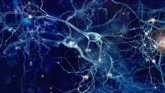 Foto: Un nuevo sistema permite dirigir genes con precisión a neuronas humanas