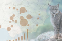 La población de lince ibérico alcanzó los 2.401 individuos censados en 2024, un nuevo récord