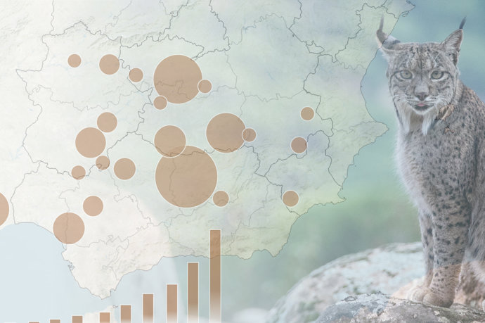 Cifras del lince en España