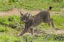 La población de lince ibérico alcanzó los 2.401 individuos censados en 2024, un nuevo récord