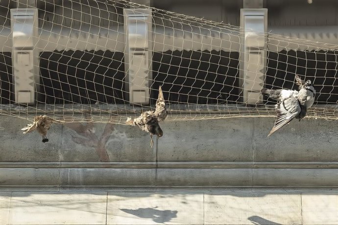 Imagen de palomas trapadas en la red del edificio de la Delegación de Defensa en la Plaza de España de Oviedo.