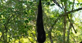Qué significan las bolsas negras que ves en algunos árboles y por qué es mejor alejarse