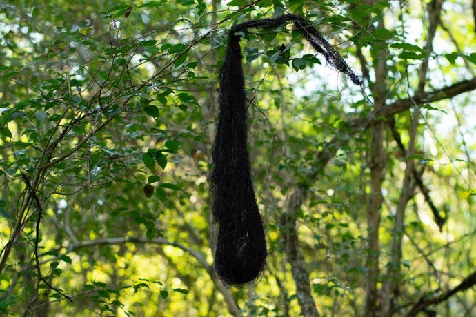 Bolsa negra colgando de un árbol