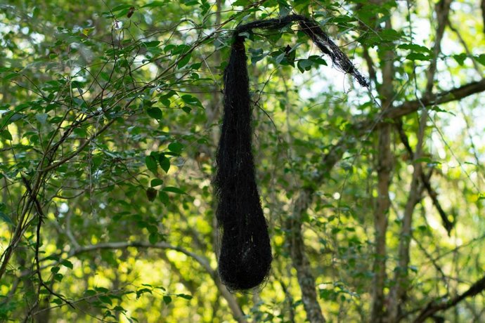 Bolsa preta pendurada em uma árvore