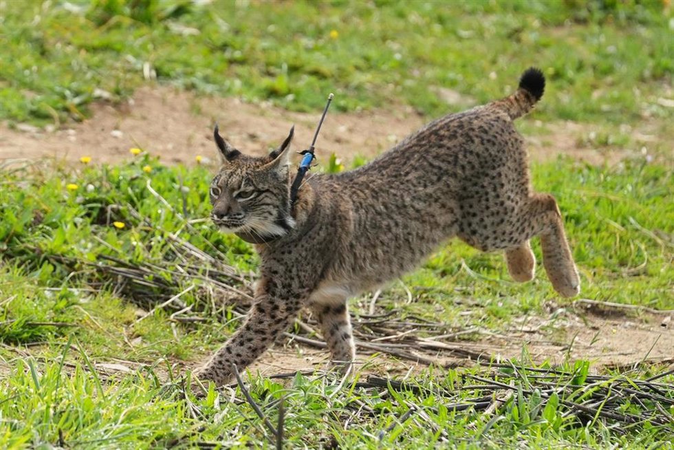 Archivo - Lince ibérico puesto en libertad. A 19 de febrero de 2025 en Las Pajanosas, Sevilla (Andalucía, España).