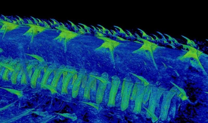 Imagem de tomografia computadorizada de dentículos dérmicos semelhantes a dentes em um tubarão-gato. Essas estruturas semelhantes a dentes estão conectadas ao sistema nervoso, o que sugere que elas geram sensibilidade.