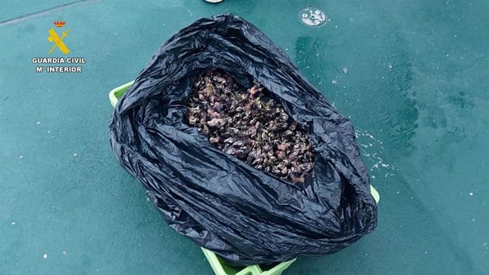 Incautación de percebes extraídos furtivamente