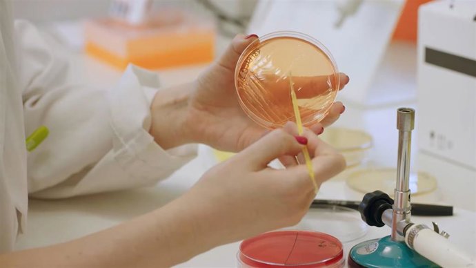Una investigadora manipula una placa con bacterias en el laboratorio.