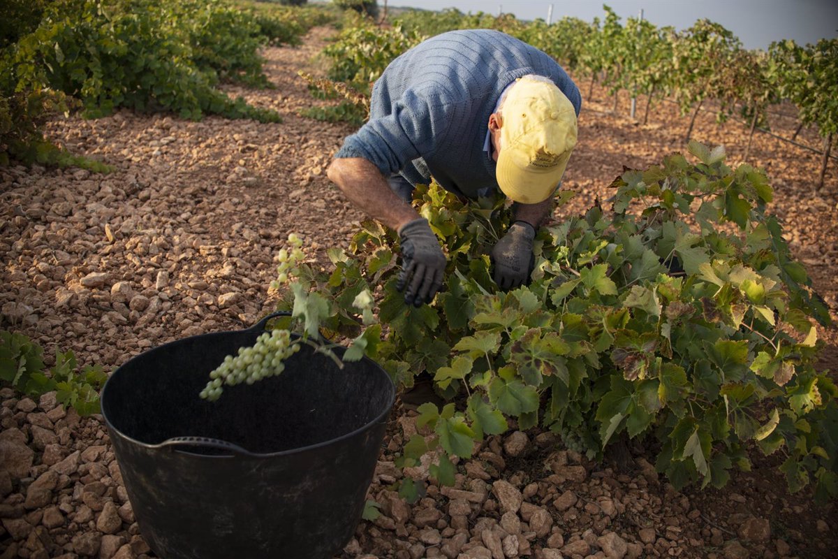 La Rioja espera que el Ministerio no reduzca ayudas para cosecha en verde al recibir similares solicitudes que en 2024